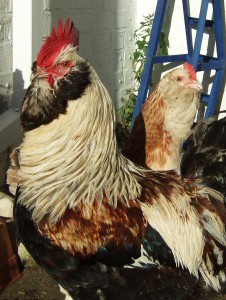 800px-Faverolles_cock_and_hen_close-up