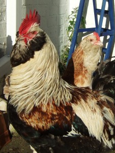 800px-Faverolles_cock_and_hen_close-up
