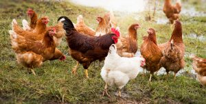 chicken henchicken hen