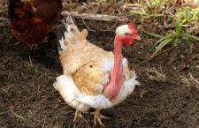 unusual chicken called "naked neck" or "turken"